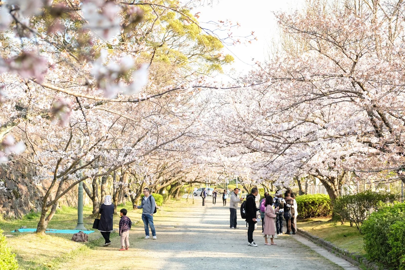 🌸 춤추는 학 공원 (마이즈루 코엔) 이미지 10
